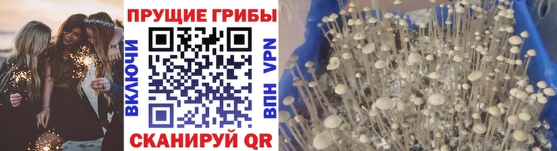 Псилоцибиновые грибы мухоморы  закладка  Приволжск 